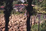 Ceifa num campo em Ferreiros, Braga  - foto de José Vieira, 1999